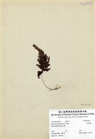 藏品(細葉蕗蕨)的圖片